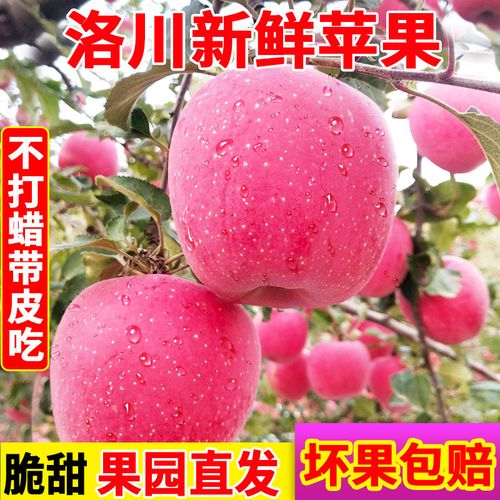 陕西红富士苹果非阿克苏苹果洛川红富士苹果新鲜水果产地直发批发