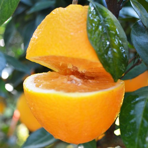 正宗江西赣南脐橙新鲜包邮5斤当季水果批发10赣州甜橙子孕妇水果