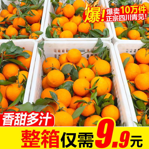 四川青见柑橘新鲜桔子水果应季橘子一箱批发包邮当季整箱柑子现摘